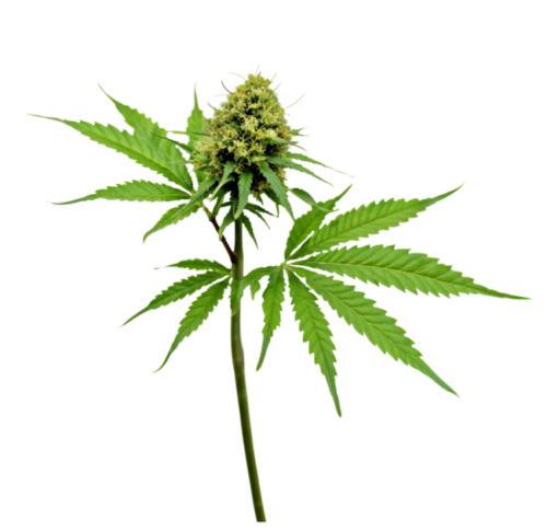 Weed Pins - Weed Stem and Bulb